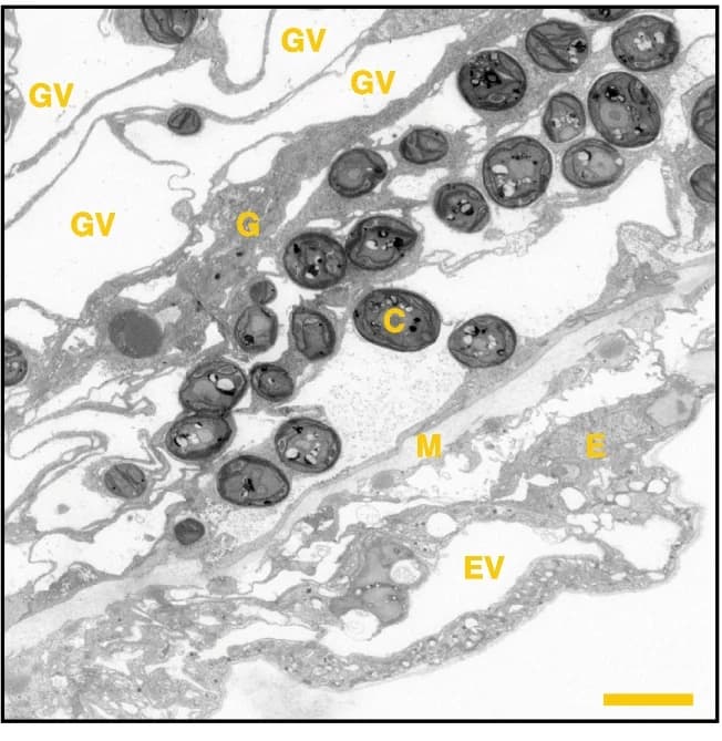 Open access visualization of Microscopy, SEM, Tissue