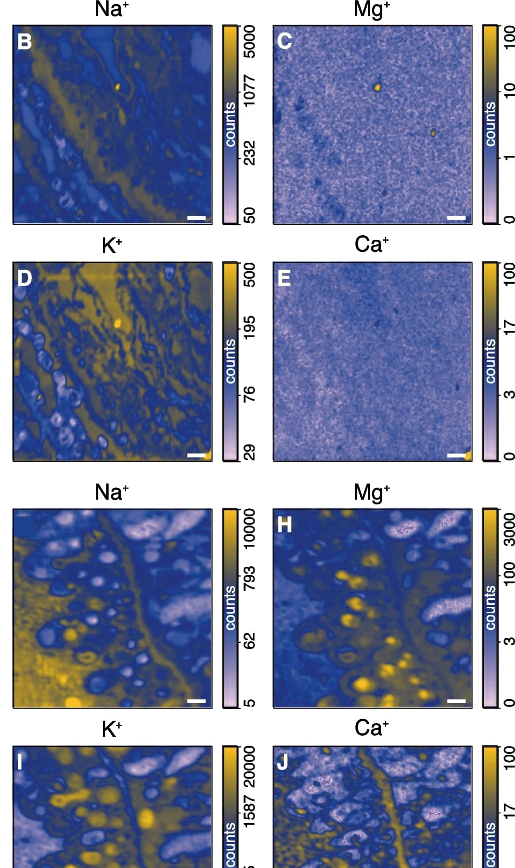 Open access visualization of Microscopy, CryoNanoSIMS, Sodium, Distribution