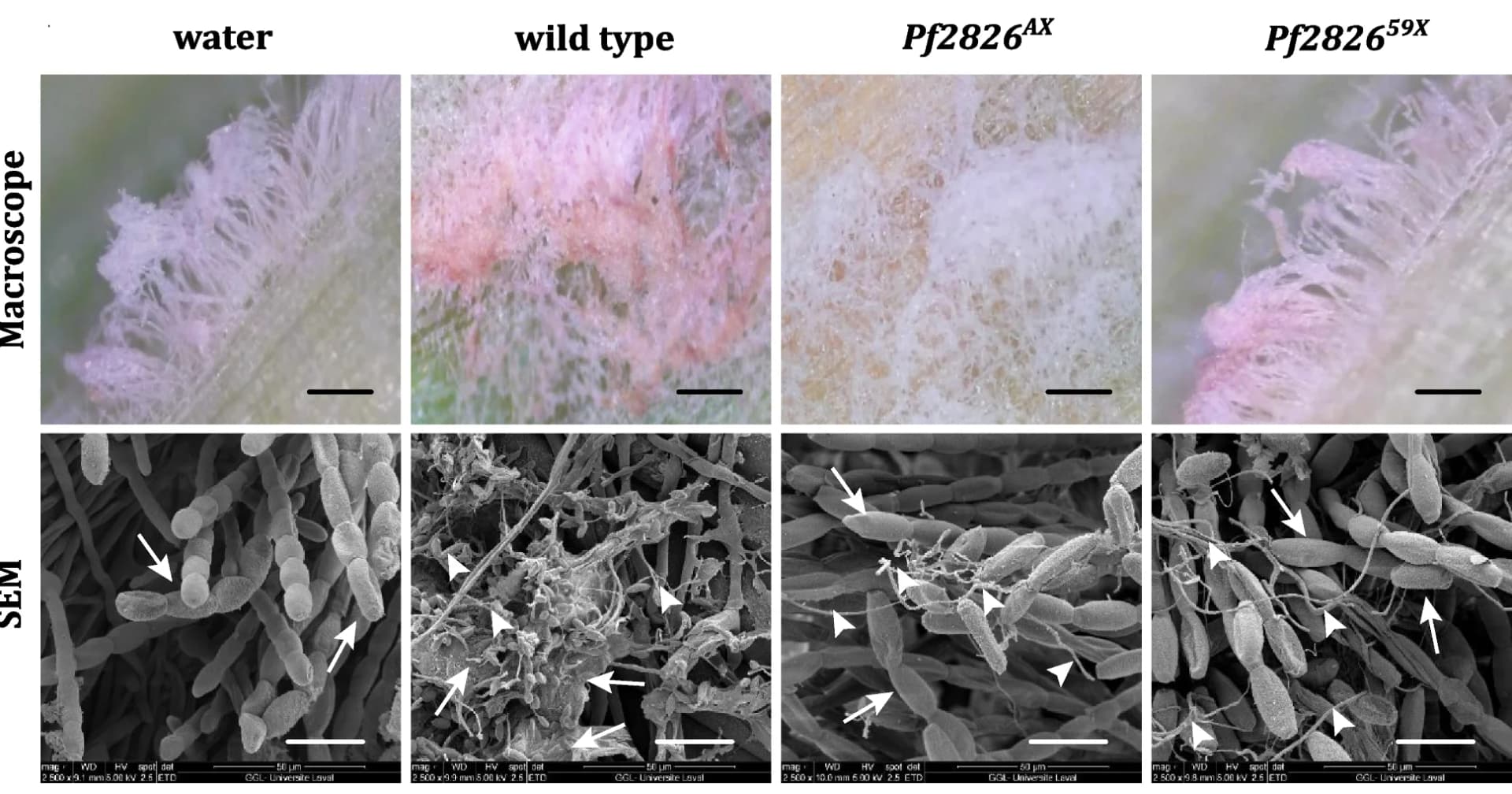 Open access visualization of Microscopy, Stereomicroscopy, Scanning Electron Microscopy, Biocontrol Activity, Bgh Conidia