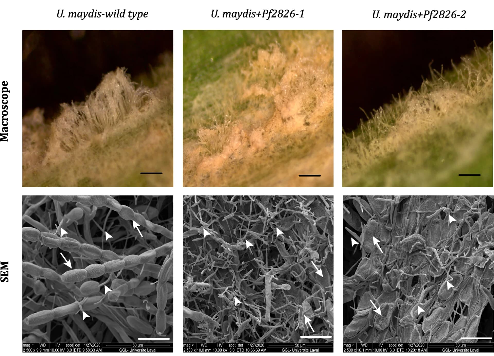 Open access visualization of Microscopy, Photo, Stereomicroscopy, Scanning Electron Microscopy, Biocontrol Activity