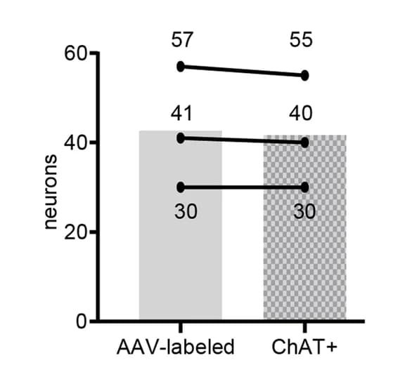 Open access visualization of Bar Plot, Line Plot, Labeled Neurons, ChAT+ Labeled Neurons, Mice