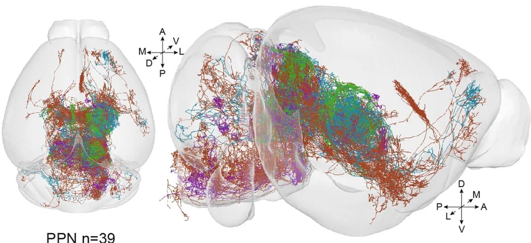 Open access visualization of 3D Plot, Protein Structure, Chemical Structure, Reconstructed Neurons, Allen CCFv3