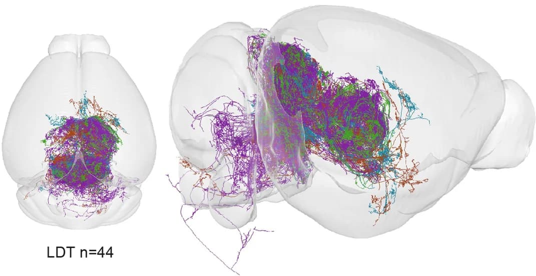 Open access visualization of 3D Plot, Reconstructed Neurons, Allen CCFv3, 3D, PPN