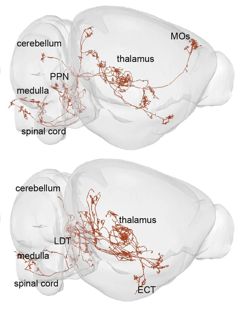 Open access visualization of Pathway, Single Neurons, Axons, Cortex, Thalamus