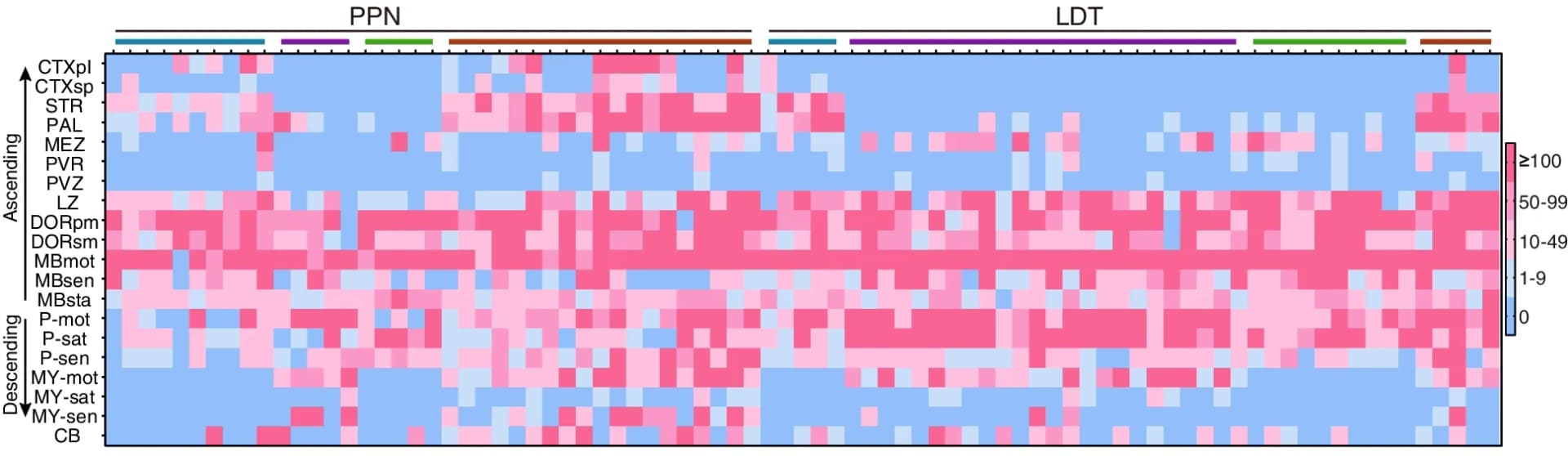 Open access visualization of Heatmap, Axonal Terminals, Neurons, Brain Regions, Axons