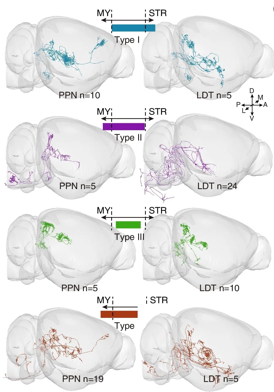 Open access visualization of 3D Plot, Protein Structure, 3D View, Neurons, Projection Patterns