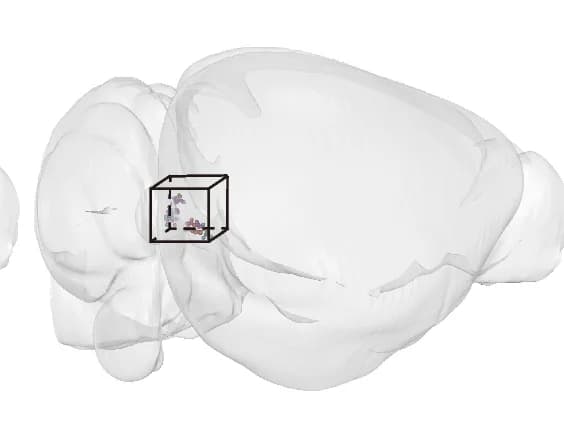 Open access visualization of 3D Plot, Soma, Neurons, Whole-Brain