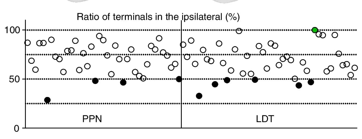 Open access visualization of Scatter Plot, Axonal Terminals, Neurons, Axons, Ipsilateral