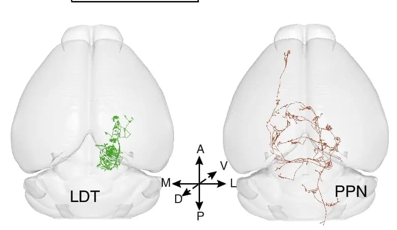Open access visualization of 3D Plot, Ipsilateral, Neuron, Contralateral, Projection Patterns