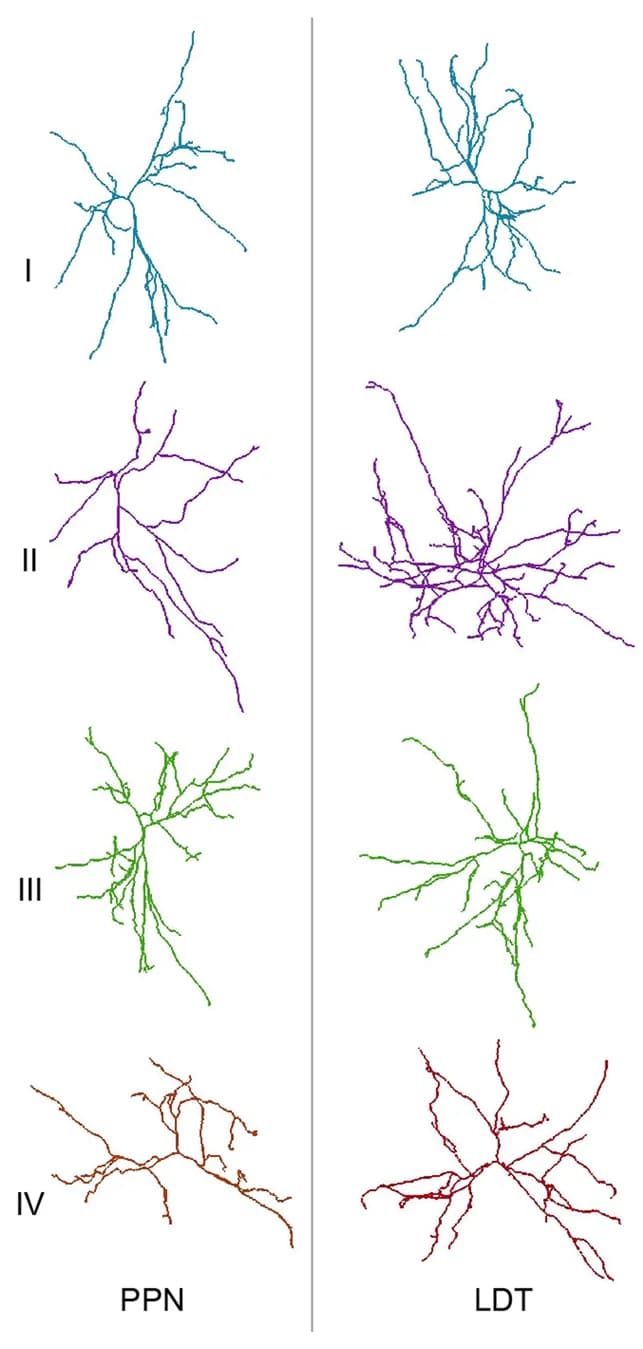 Open access visualization of Network, Pathway, Dendrite, Projection Patterns, PTCNs