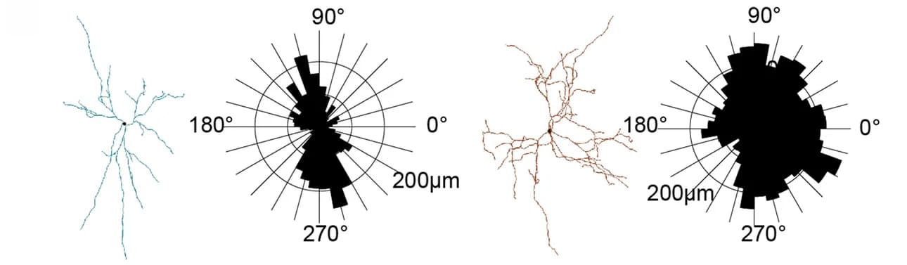 Open access visualization of Bar Plot, Histogram, Dendrite, Cholinergic Neuron, Bipolar Dendritic Tree