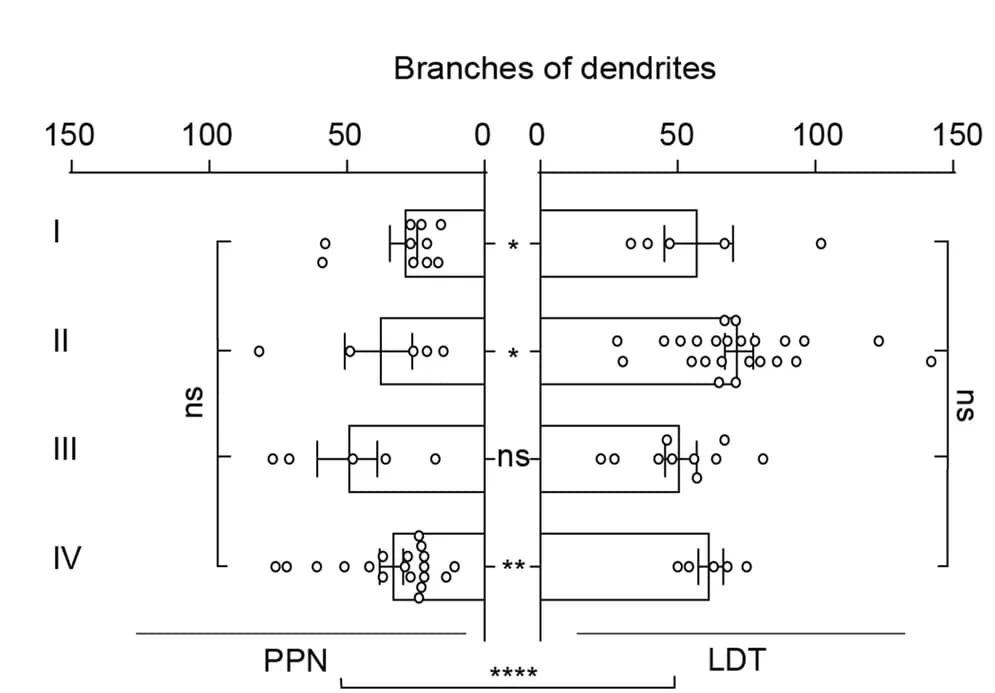 Open access visualization of Bar Plot, Error Bars, Scatter Plot, Quantification, Dendrites
