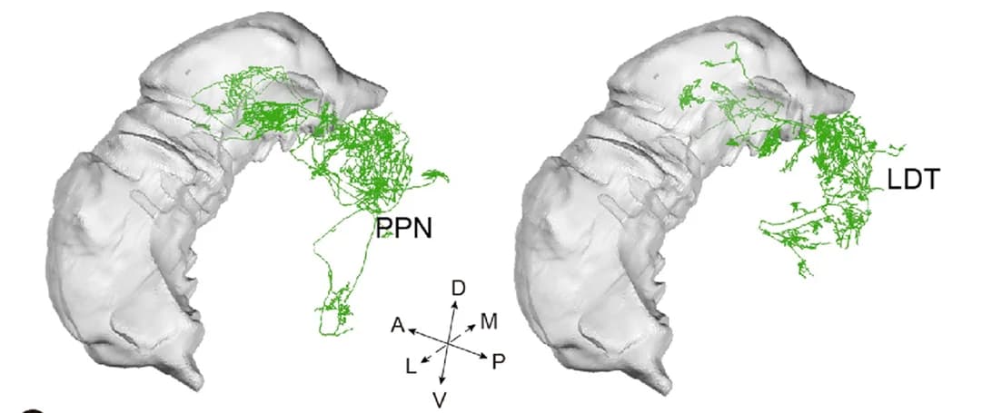 Open access visualization of 3D Plot, Thalamic Nuclei, PTCN, Innervation