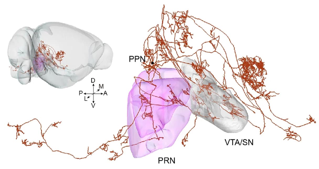 Open access visualization of 3D Plot, Protein Structure, Pathways, Rostral Cortex, Lateral Cortex
