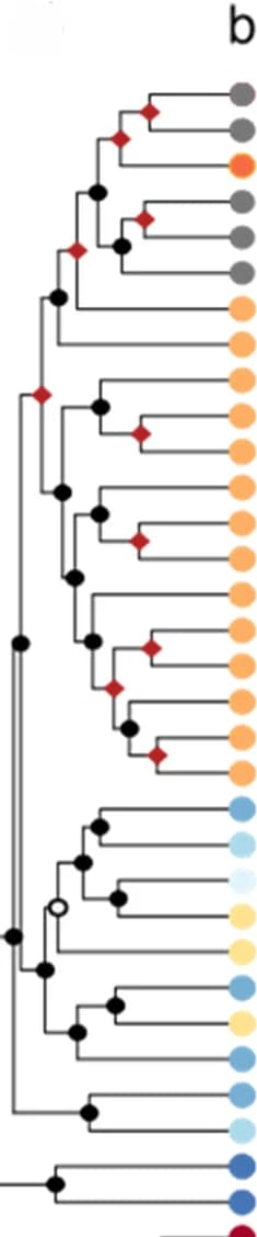 Open access visualization of Network, Pathway, Bayesian Phylogeny, Nuclear SNPs, BEAST