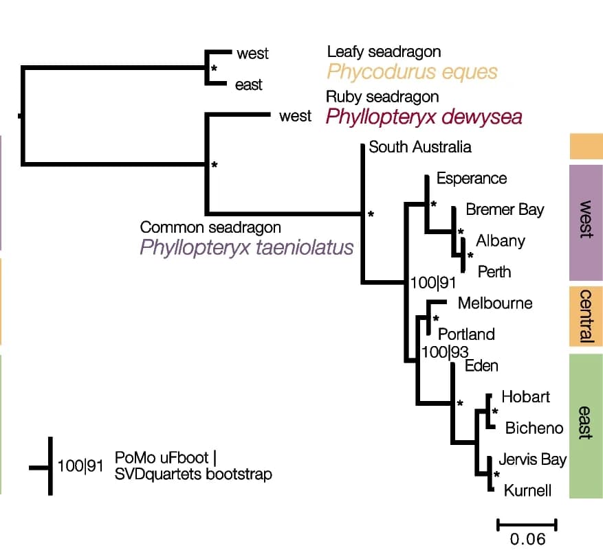 Open access visualization of Network, Pathway, Species Tree, Nuclear SNPs, Phylogenetic Analysis