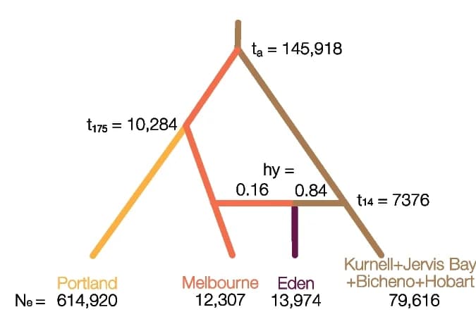 Open access visualization of Network, Pathway, DIYABC Random Forest, Secondary Contact, Parameters