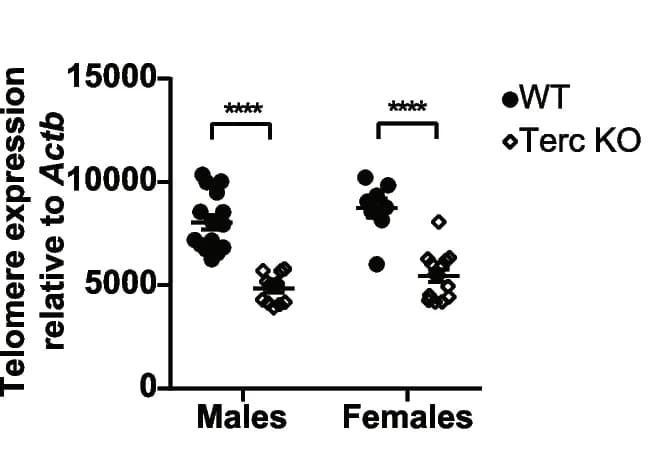 Open access visualization of Scatter Plot, Telomere Length, Enterocytes