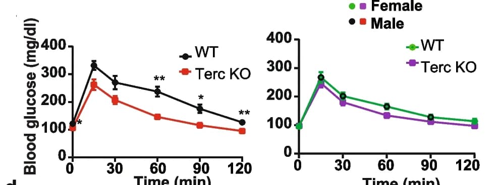 Open access visualization of Line Plot, Error Bars, Intraperitoneal Glucose Tolerance Test, ipGTT, G2-Terc -/- Mice