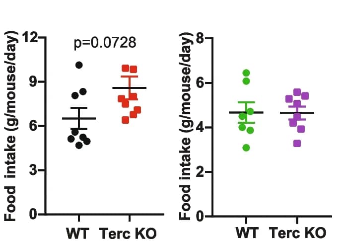 Open access visualization of Scatter Plot, Error Bars, Food Intake, G2-Terc Mice, Control Mice