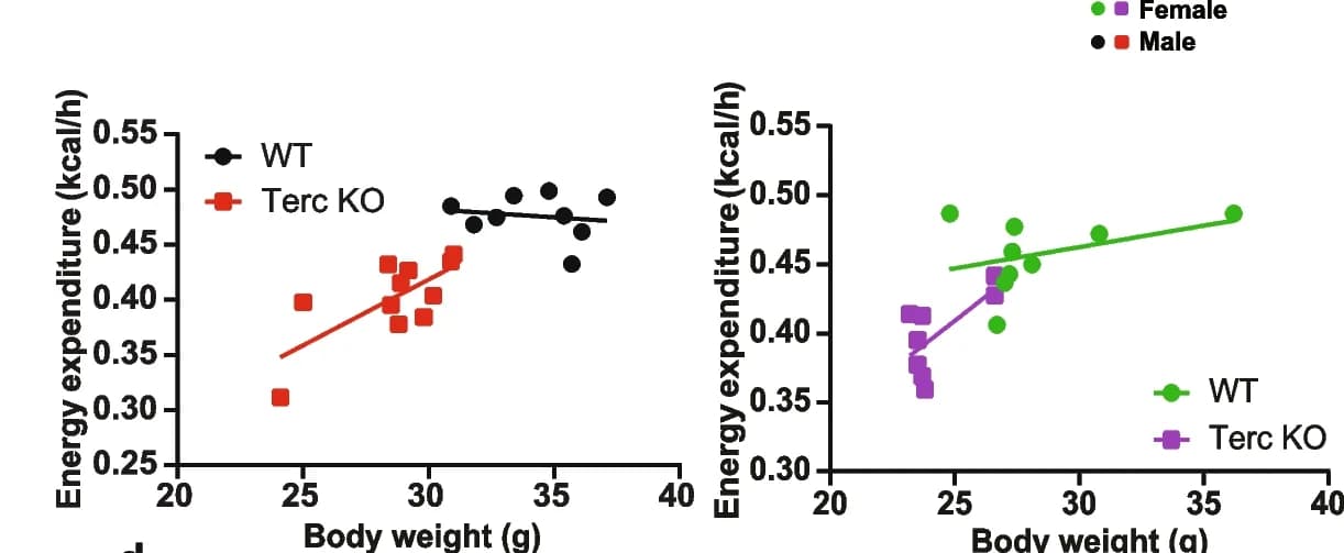 Open access visualization of Scatter Plot, Regression Plot, Metabolic Cage, G2-Terc Mice, Control Mice