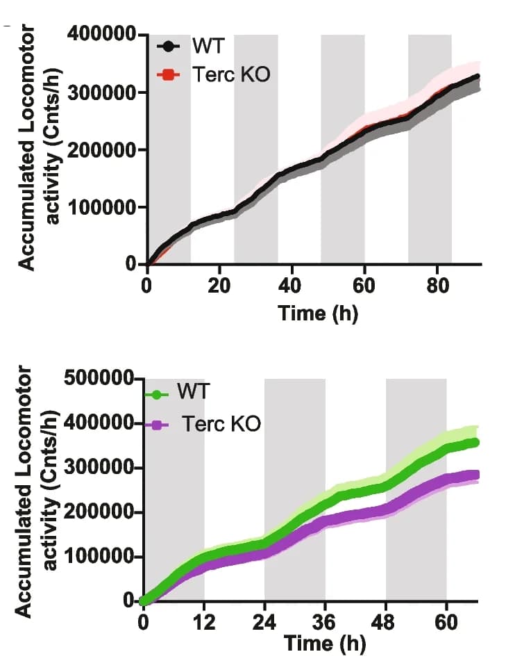 Open access visualization of Line Plot, Error Bars, Line Step, Metabolic Cage, G2-Terc Mice