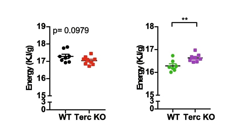 Open access visualization of Scatter Plot, Fecal caloric energy, Female mice, Male mice, G2-Terc -/- mice