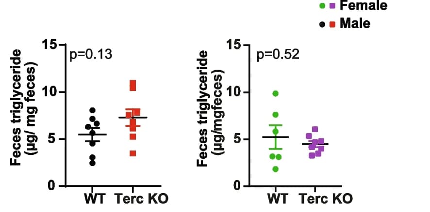 Open access visualization of Scatter Plot, Error Bars, Fecal triglyceride content, Female mice, Male mice
