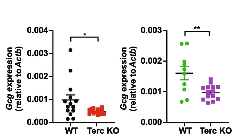 Open access visualization of Scatter Plot, Error Bars, Gene expression, Intestinal enterocytes, Male mice