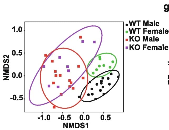 Open access visualization of Scatter Plot, Beta diversity, NMDS plot, Microbiota analysis, 16S rRNA amplicon sequencing