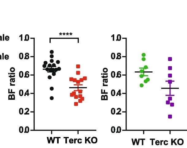 Open access visualization of Scatter Plot, Error Bars, Bacteroides/Firmicutes ratio, Microbiota analysis, 16S rRNA amplicon sequencing