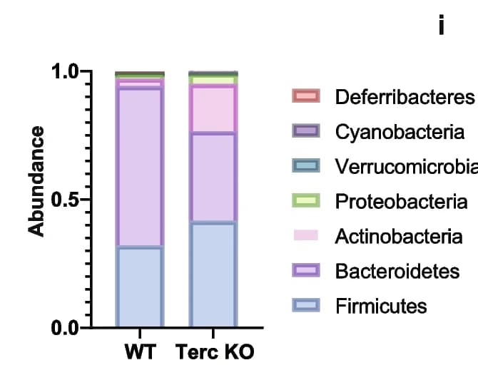 Open access visualization of Stacked Bar Plot, Microbiota composition, Phylum level, Microbiota analysis, 16S rRNA amplicon sequencing