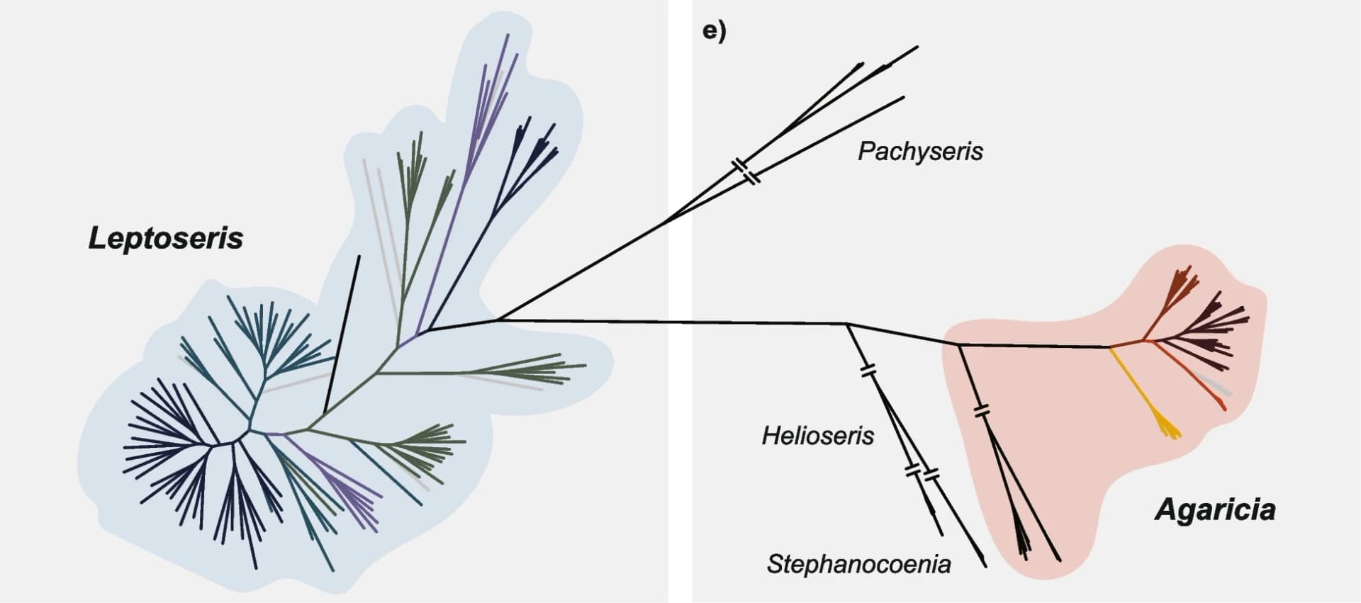 Open access visualization of Network, Pathway, Phylogenetic Tree, nextRAD loci, Leptoseris