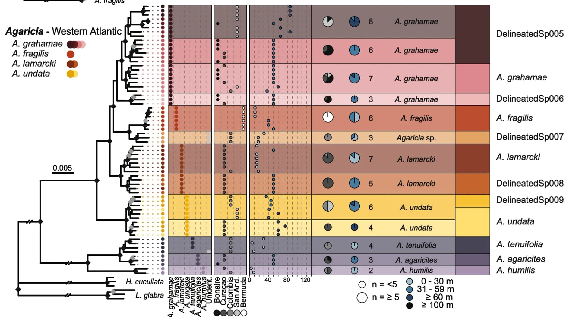 Open access visualization of Network, Phylogenetic Tree, Pie Chart, Bar Plot, Agaricia