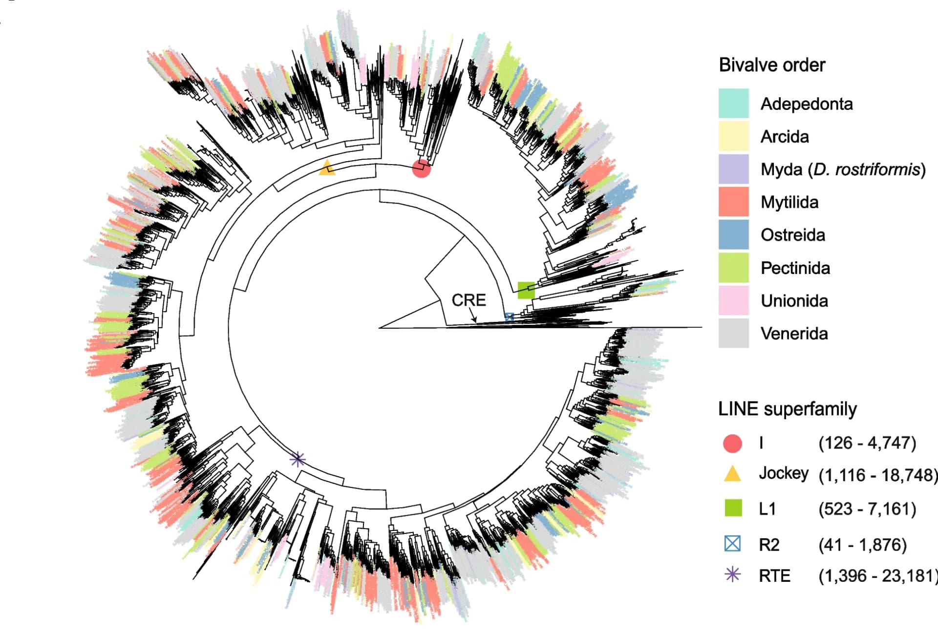 Open access visualization of Network, Pathway, Phylogeny, Mollusc, LINEs