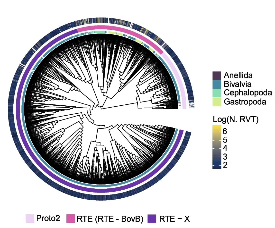 Open access visualization of Network, Pathway, RTE Superfamily, Jockey Superfamily, Subtrees