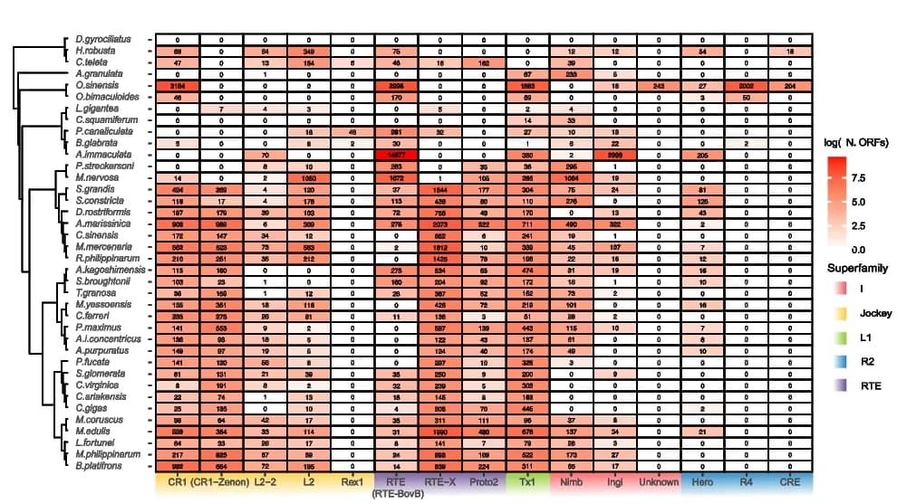 Open access visualization of Heatmap, Clustered, RT-containing LINEs, Genome, Clade
