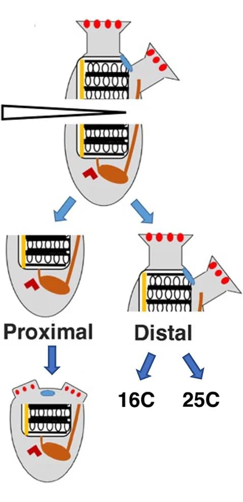 Open access visualization of Workflow, Flowchart, Illustration, Experimental design, Distal fragment