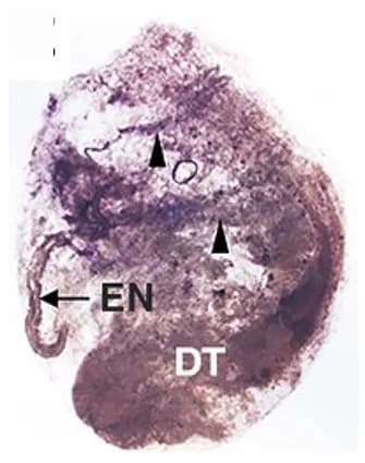 Open access visualization of Microscopy, In situ hybridization, hsp70, dnaJb4, Branchial sac vasculature