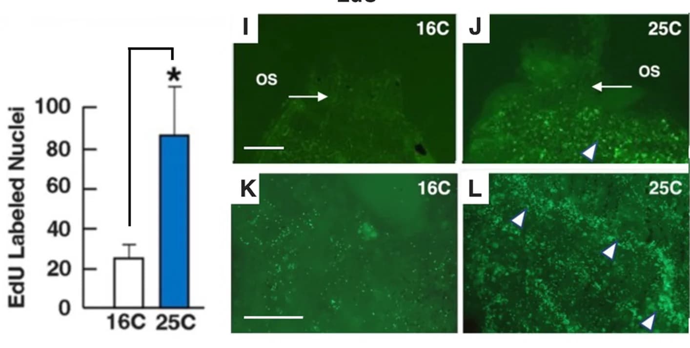 Open access visualization of Microscopy, Bar Plot, Error Bars, EdU labeling, Branchial sac vasculature