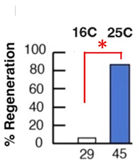 Open access visualization of Bar Plot, Oral Siphon regeneration, Heat-shocked distal fragments, Control distal fragments, Percentage