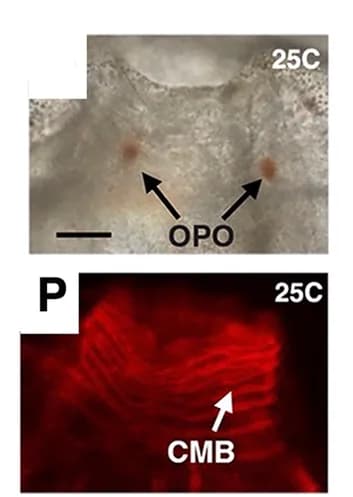 Open access visualization of Microscopy, Photo, Oral Siphon regeneration, Heat-shocked distal fragments, Post-amputation