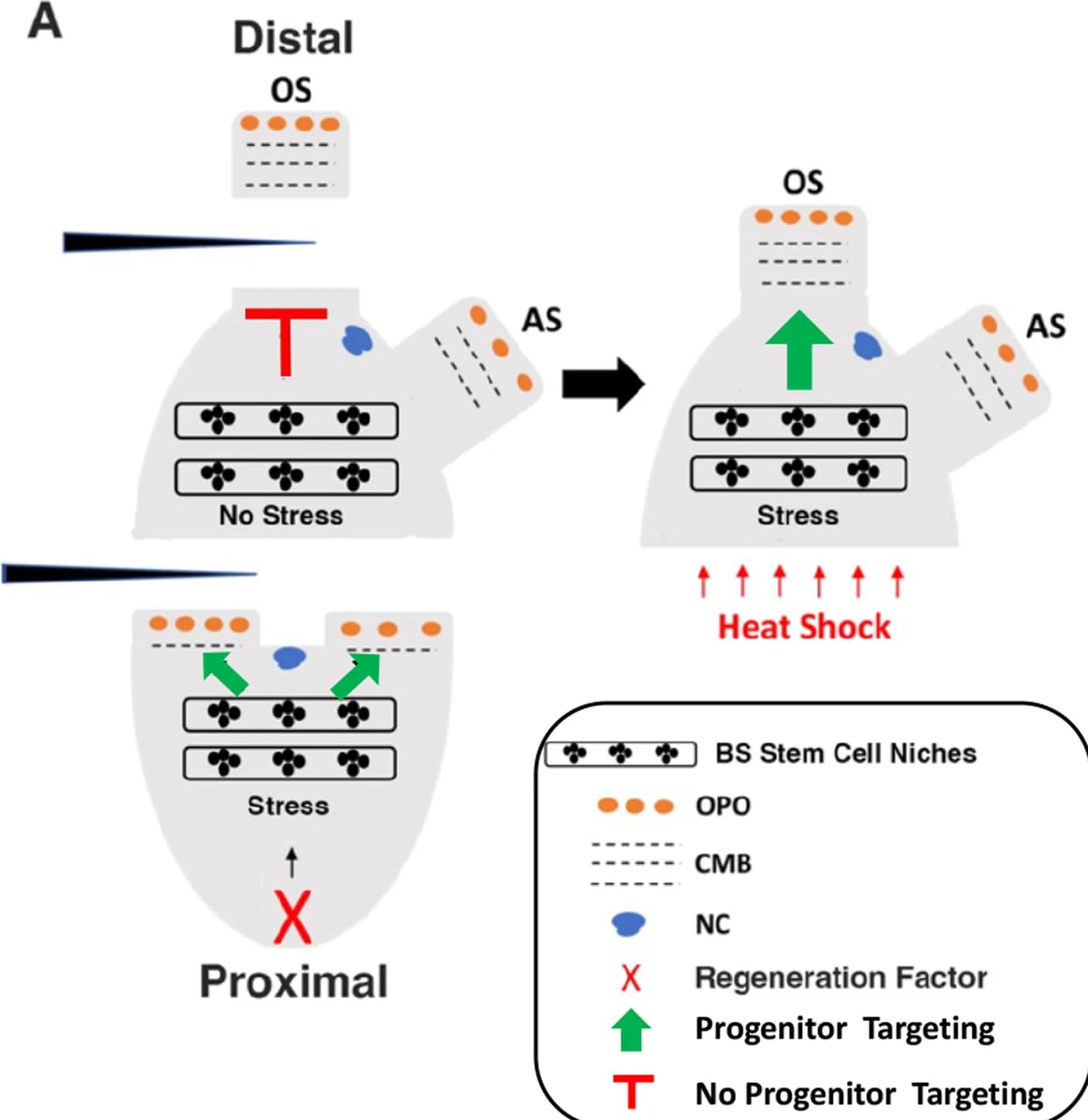 Open access visualization of Workflow, Illustration, Heat Shock, Stress Response, Distal Fragment