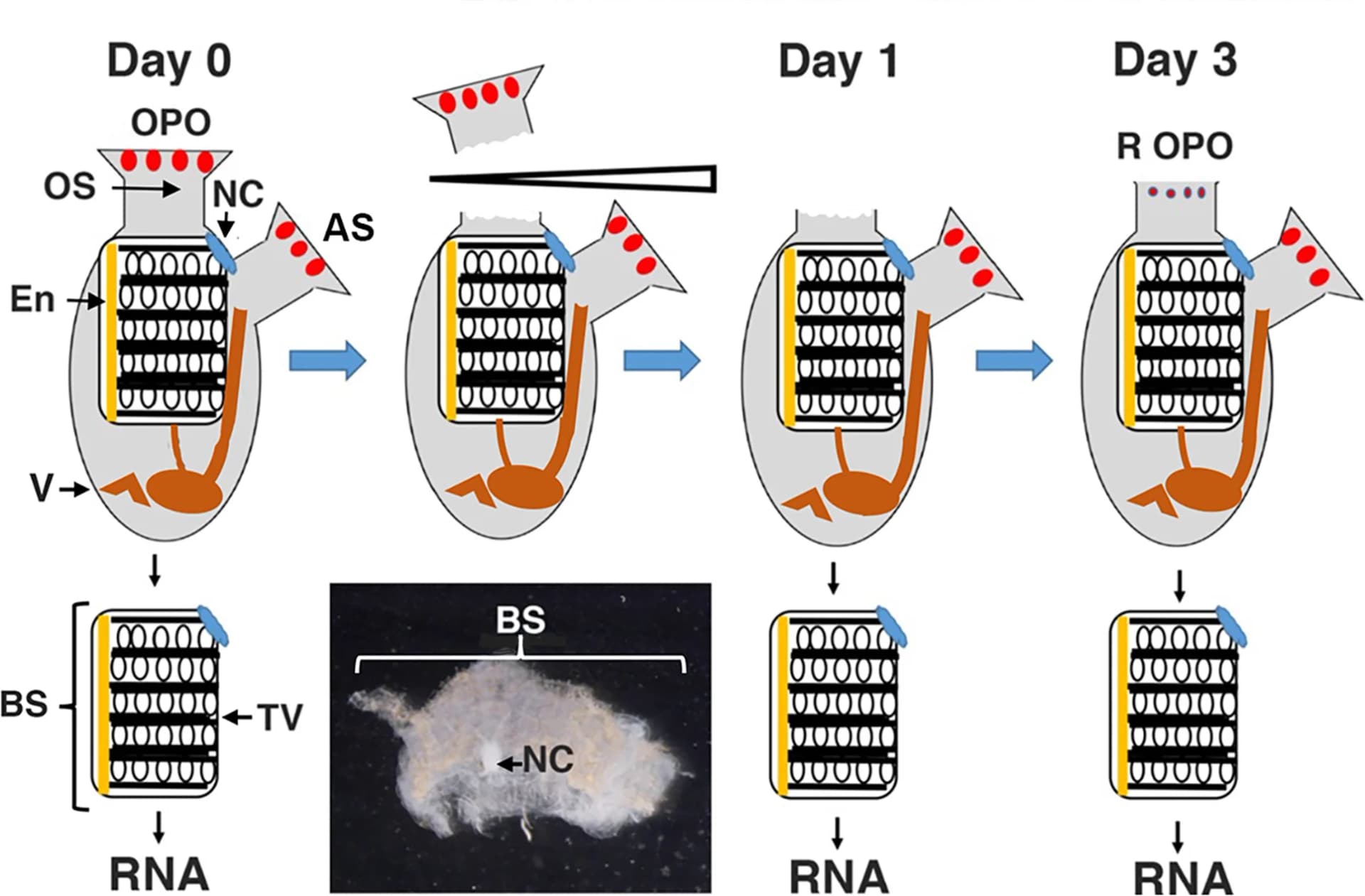 Open access visualization of Workflow, Illustration, Photo, Branchial Sac, RNA Preparation