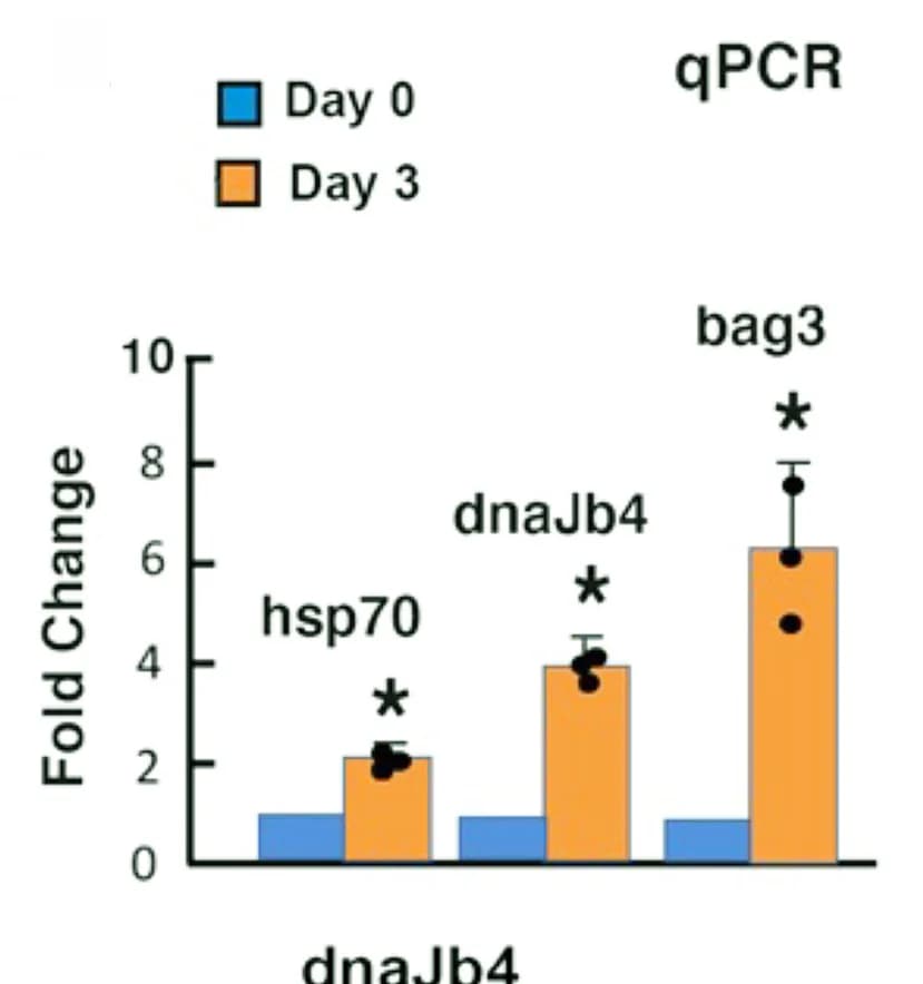 Open access visualization of Bar Plot, Error Bars, Clustered, qRT-PCR, hsp70