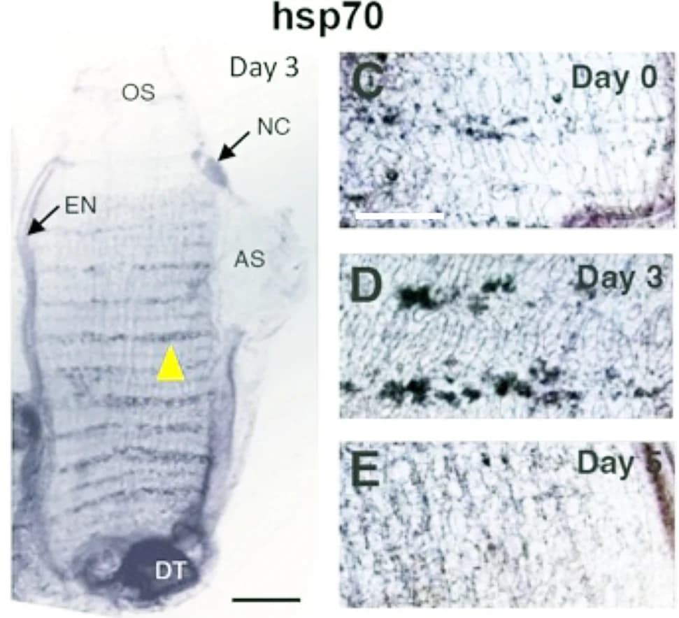 Open access visualization of Microscopy, hsp70, dnaJb4, bag3, Controls