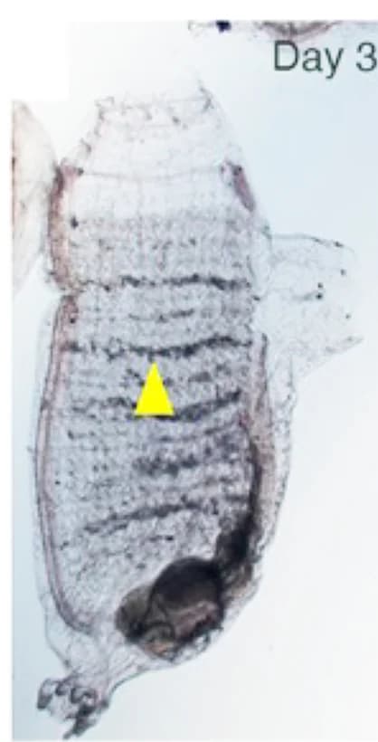 Open access visualization of Microscopy, Photo, hsp70, dnaJb4, bag3