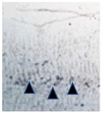Open access visualization of Gel, In Situ Hybridization, bag3, Branchial Sac Vasculature, bag3 siRNA