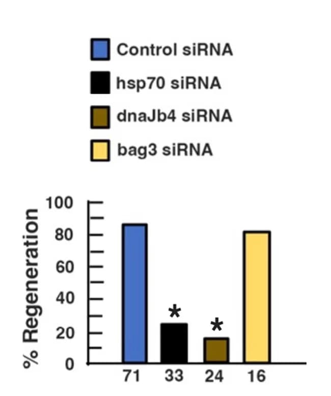 Open access visualization of Bar Plot, Regeneration, Control siRNA, hsp70 siRNA, dnaJb4 siRNA