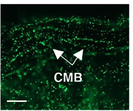 Open access visualization of Microscopy, EdU Labeling, Control siRNA, Oral Siphon Amputation